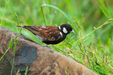 Moineau mélanure,.Passer melanurus, Cape Sparrow
