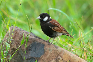 Moineau mélanure,.Passer melanurus, Cape Sparrow