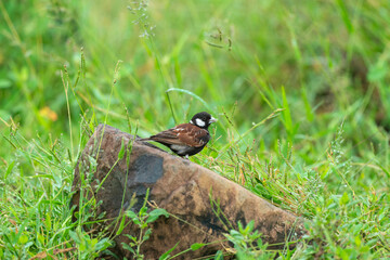 Moineau mélanure,.Passer melanurus, Cape Sparrow