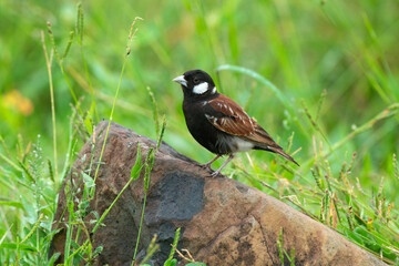 Moineau mélanure,.Passer melanurus, Cape Sparrow