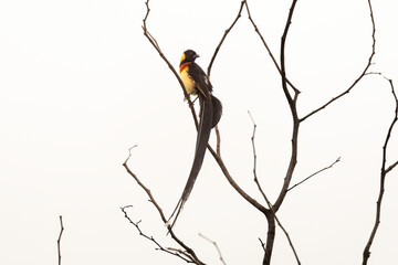 Veuve nigériane, Veuve nigérienne, Vidua interjecta,  Exclamatory Paradise Whydah