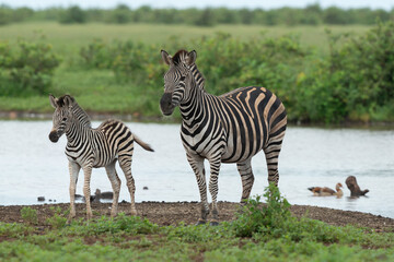 Zèbre de Burchell,.Equus quagga burchelli, Parc national Kruger, Afrique du Sud
