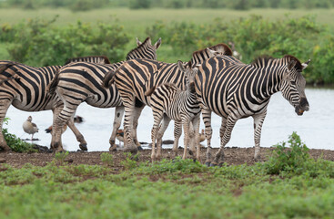 Zèbre de Burchell,.Equus quagga burchelli, Parc national Kruger, Afrique du Sud