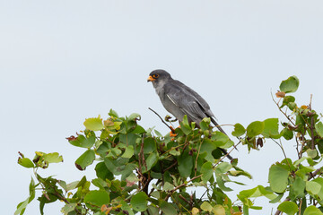 Faucon kobez,.Falco vespertinus, Red footed Falcon