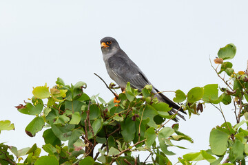 Faucon kobez,.Falco vespertinus, Red footed Falcon