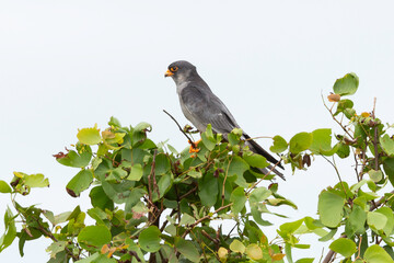 Faucon kobez,.Falco vespertinus, Red footed Falcon