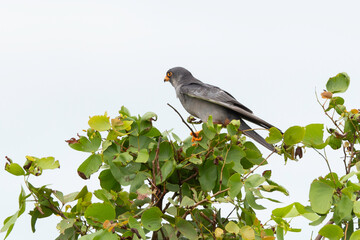 Faucon kobez,.Falco vespertinus, Red footed Falcon