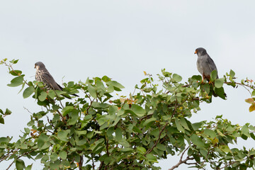 Faucon kobez,.Falco vespertinus, Red footed Falcon
