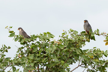 Faucon kobez,.Falco vespertinus, Red footed Falcon