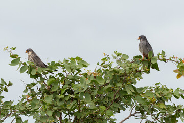 Faucon kobez,.Falco vespertinus, Red footed Falcon
