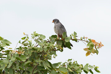 Faucon kobez,.Falco vespertinus, Red footed Falcon
