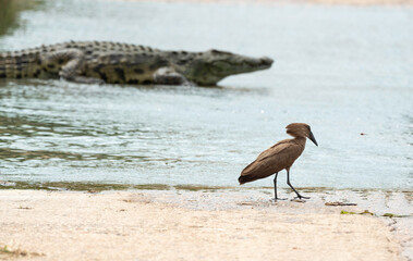 Obraz premium Ombrette africaine,. Scopus umbretta, Hamerkop, Crocodile du Nil, Crocodylus niloticus, Parc national Kruger, Afrique du Sud