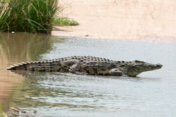 Crocodile du Nil, Crocodylus niloticus, Parc national Kruger, Afrique du Sud