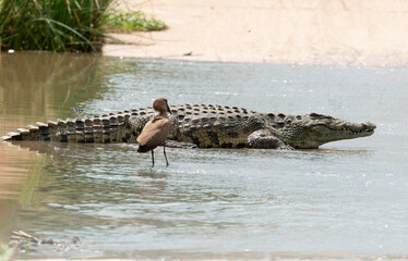 Ombrette africaine,. Scopus umbretta, Hamerkop, Crocodile du Nil, Crocodylus niloticus, Parc...