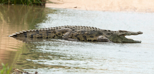 Crocodile du Nil, Crocodylus niloticus, Parc national Kruger, Afrique du Sud