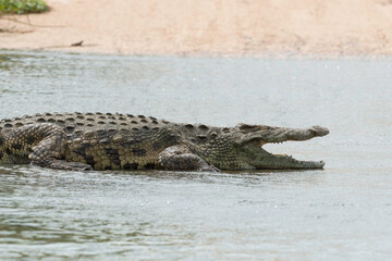 Crocodile du Nil, Crocodylus niloticus, Parc national Kruger, Afrique du Sud