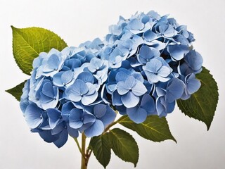 blue hydrangea flower