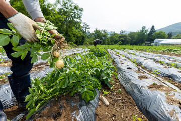 fresh new potatoes harvested underground