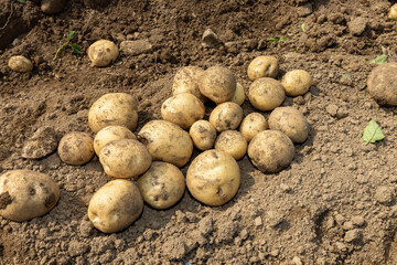 fresh new potatoes harvested underground