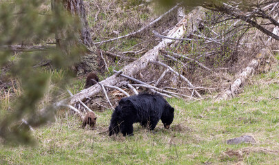 Black Bear Sow and Cub in Spring in Wyoming