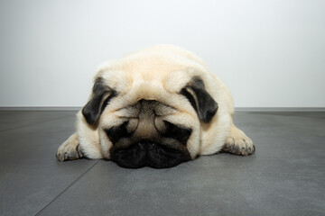 Tired or sick pug puppy dog lying down on floor. Healthcare concept
