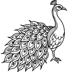 Fototapeta premium Beautiful Hand drawn Peacock bird, Stock Illustratio