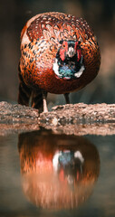 pheasant in front of the lake