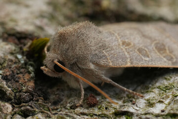 Closeup on the European Vine's Rustic owlet moth, Hoplodrina ambigua sitting on wood