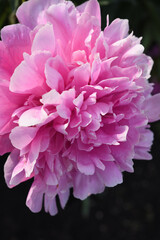 The petals of a peony flower. Red peony flower close-up.