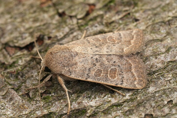 Closeup on the European Vine's Rustic owlet moth, Hoplodrina ambigua sitting on wood
