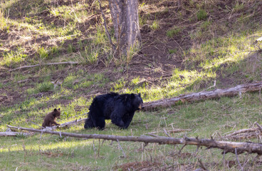 Black Bear Sow and Cub in Yellowstone National Park Wyoming in Springtime