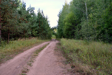 Fototapeta premium a dirt road is surrounded by trees and grass