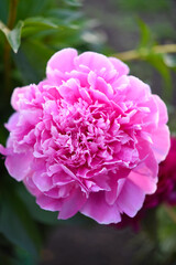 Obraz premium The petals of a peony flower. Red peony flower close-up.