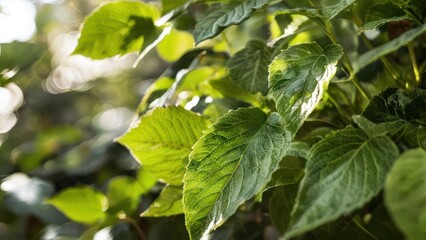 Obraz premium a close up of a bunch of green leaves