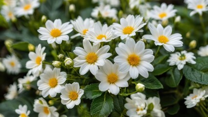a bunch of white flowers sitting on top of a green leaf