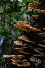 tree fungus