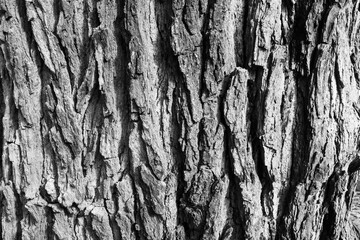Tree bark background, close-up. Natural trunk textured. Relief texture of tree skin for publication, screensaver, wallpaper, postcard, poster, banner, cover, website. Toned high quality photo