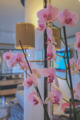 Luxurious ocean view or oceanview or outside balcony veranda cabin stateroom suite queen king...