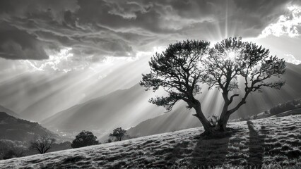  two trees in the middle of field against cloudy skies and sunbeams over mountains to the top of which the picture is also black and white and grayscaped,