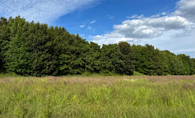 A grassy field stretches towards a dense, green forest with a bright blue sky overhead, dotted with white clouds. The scene is vibrant and serene, embodying a peaceful summer day in, Wrose, UK