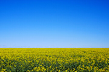 Rapeseed Field Bloom in Baltic States