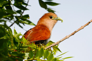 Squirrel Cuckoo (Piaya cayana) with caterpillar in mouth photographed at Panacam Lodge in Honduras.