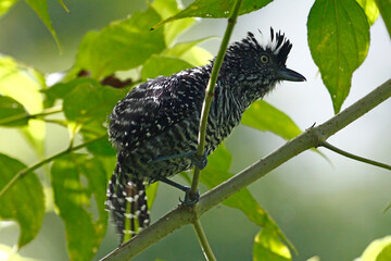 A male Barred Antshrike (Thamnophilus doliatus), taken at Panacam Lodge in Honduras.