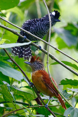 A pair of Barred Antshrikes (Thamnophilus doliatus), taken at Panacam Lodge in Honduras.