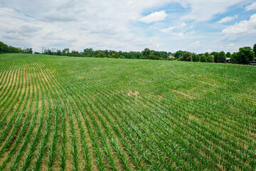 Aerial View of Rows of young corn shoots in July on a cornfield midwest Kentucky