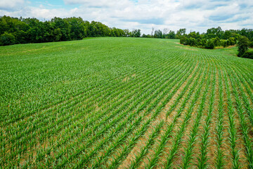 Aerial View of Rows of young corn shoots in July on a cornfield midwest Kentucky