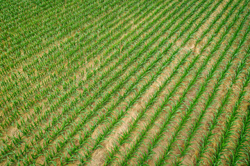 Aerial View of Rows of young corn shoots in July on a cornfield midwest Kentucky