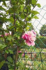 piwonia chińska, paeonia lactiflora pall., piwonia, paeonia l. © Marcin Łazarczyk