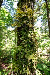 Obraz premium La Mauricie National Park, Quebec