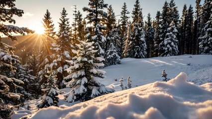 a snowy scene with pine trees in the foreground